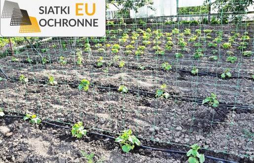 Ochrona roślin premium - Twój nr 1 w uprawie SiatkiOchronne.eu - Ochrona roślin premium - Twój nr 1 w uprawie