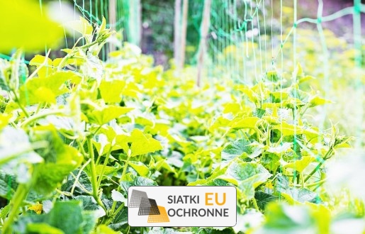   SiatkiOchronne.eu - Siatka do ogródka uprawnego   Zabezpieczenie upraw w ogrodzie 