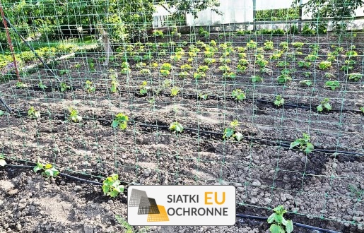   SiatkiOchronne.eu - Zabezpiecz swoje rośliny numerem jeden 