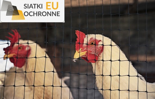 Bezpieczna i wytrzymała siatka ochronna dla Twojej hodowli gęsi SiatkiOchronne.eu - Bezpieczna i wytrzymała siatka ochronna dla Twojej hodowli gęsi