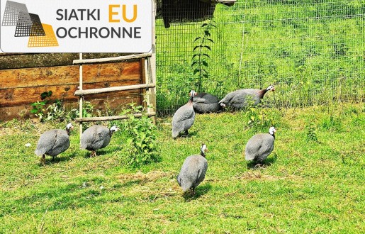 Siatka hodowlana skuteczna w ochronie ptaków SiatkiOchronne.eu - Siatka hodowlana skuteczna w ochronie ptaków