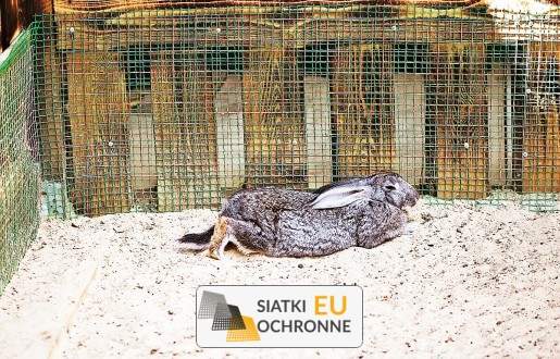 Zapewnij swojemu królikowi komfort i bezpieczeństwo z naszym wybiegiem z siatki sznurkowej SiatkiOchronne.eu - Zapewnij swojemu królikowi komfort i bezpieczeństwo z naszym wybiegiem z siatki sznurkowej