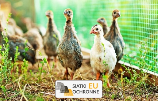 Bezpiecznie i prosto: Pastwisko dla krów z siatką sznurkową najwyższego standardu SiatkiOchronne.eu - Bezpiecznie i prosto: Pastwisko dla krów z siatką sznurkową najwyższego standardu