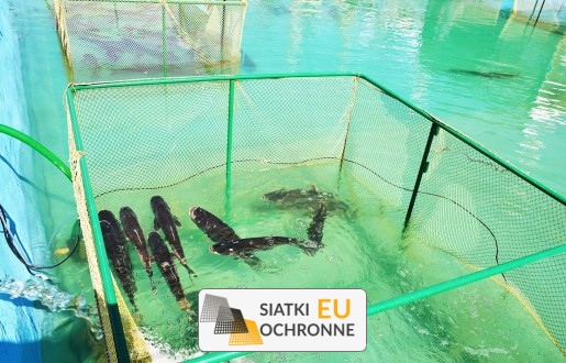   SiatkiOchronne.eu - Zabezpiecz swoją hodowlę za pomocą siatki ochronnej dla ptaków i zwierząt 